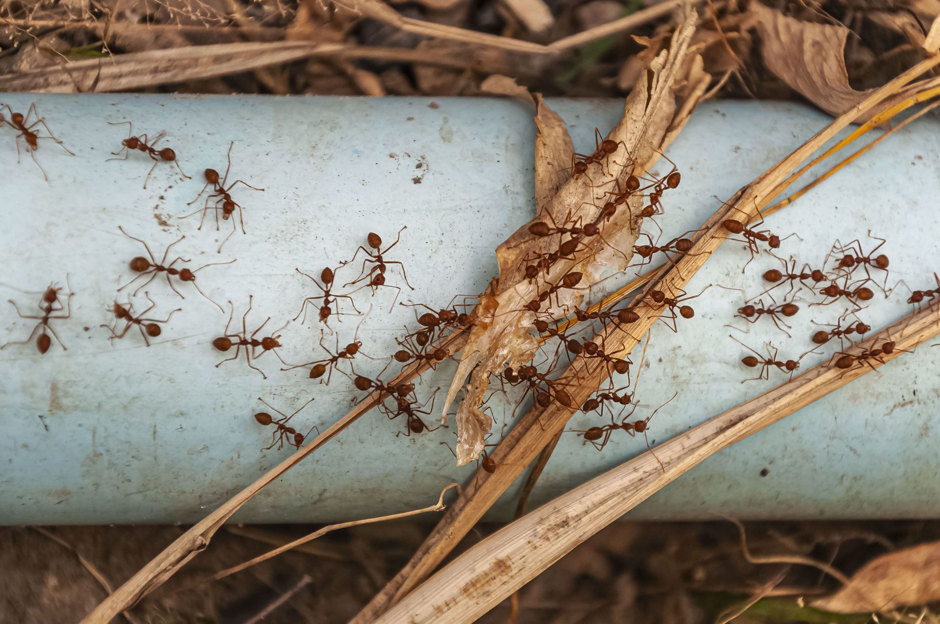 除白蟻的方法有哪些？